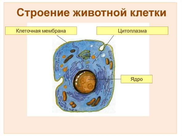 Решение рисунок 1
