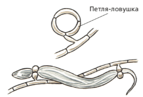 Решение рисунок 2
